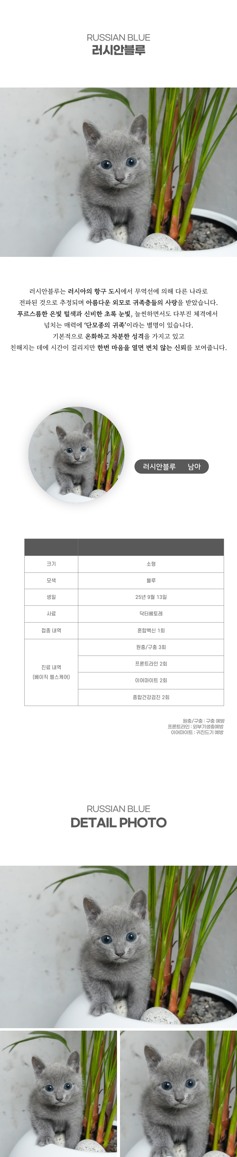 러시안블루_상세이미지_2